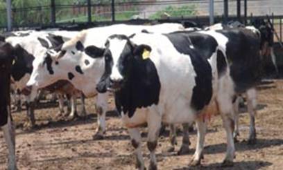 ��ţ���e�\�Ӆ^ 