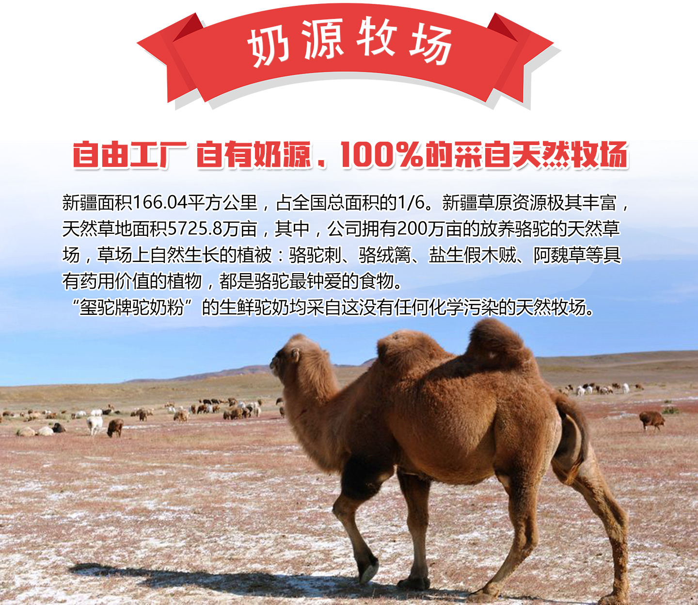 共識璽駝駝乳粉奶源牧場