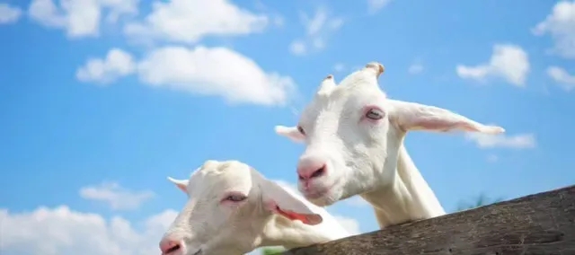 奶源.jpg 奶源.jpg