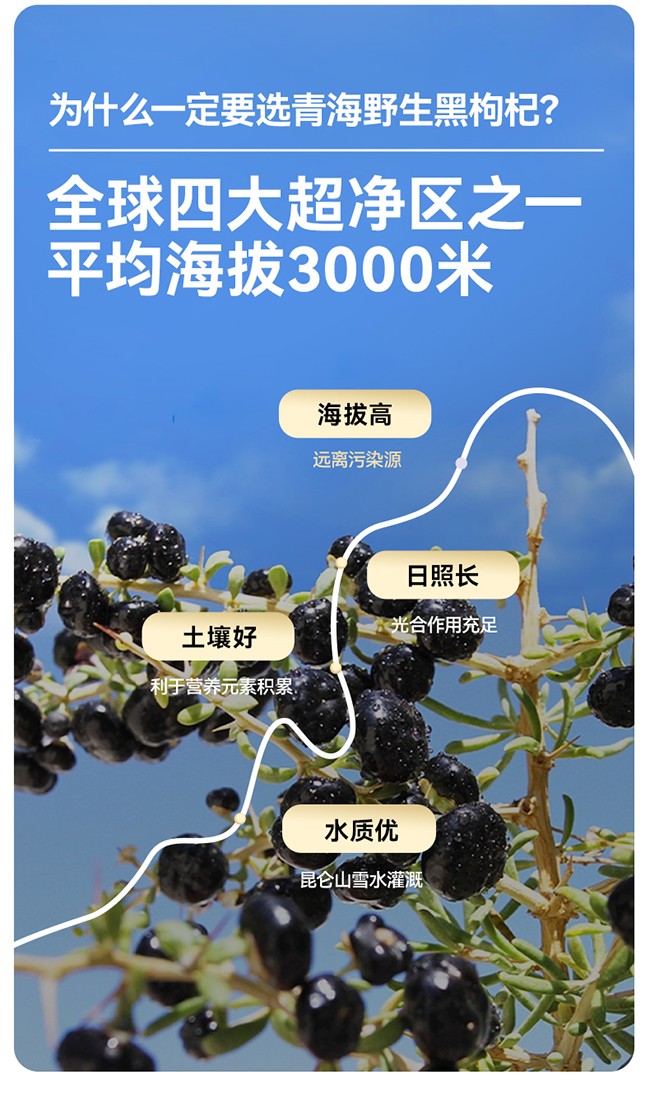 呀啦嗦黑枸杞干果詳情 (3).jpg