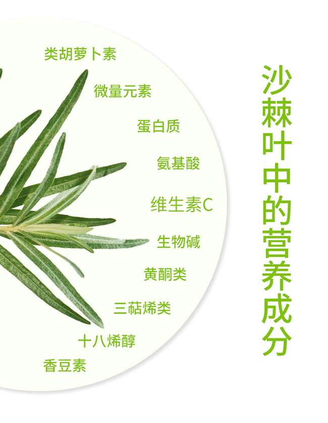 呀啦嗦沙棘芽茶詳情 (4).jpg